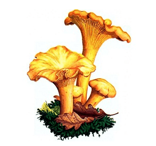 Lišky