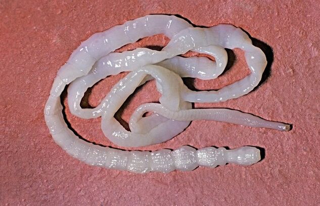 jak vypadá tasemnice býčí