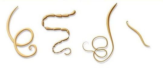 nejběžnější druhy parazitů