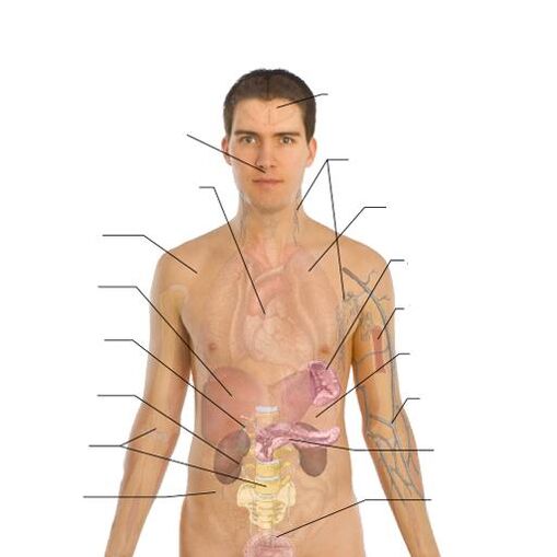známky přítomnosti parazitů v různých orgánech